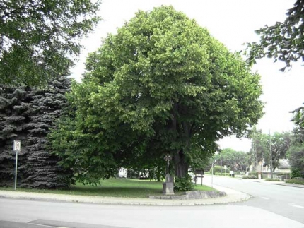 Bild 1 von Linde an der Paderborner Straße